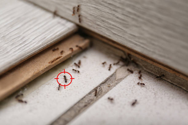 Best Best Pest Control Companies  in Columbiana, OH